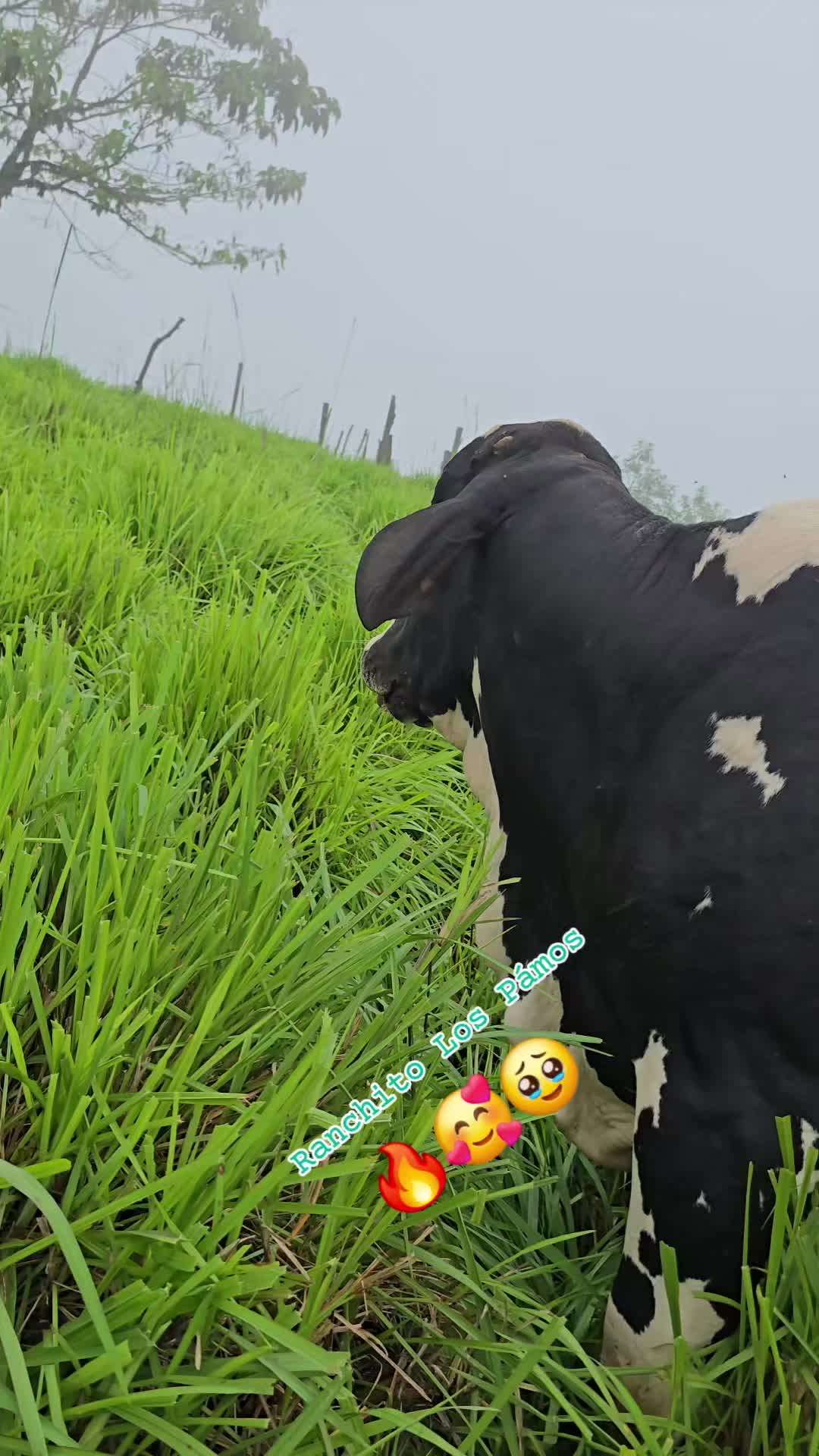 @🐓TU GALLO FINO 🐓