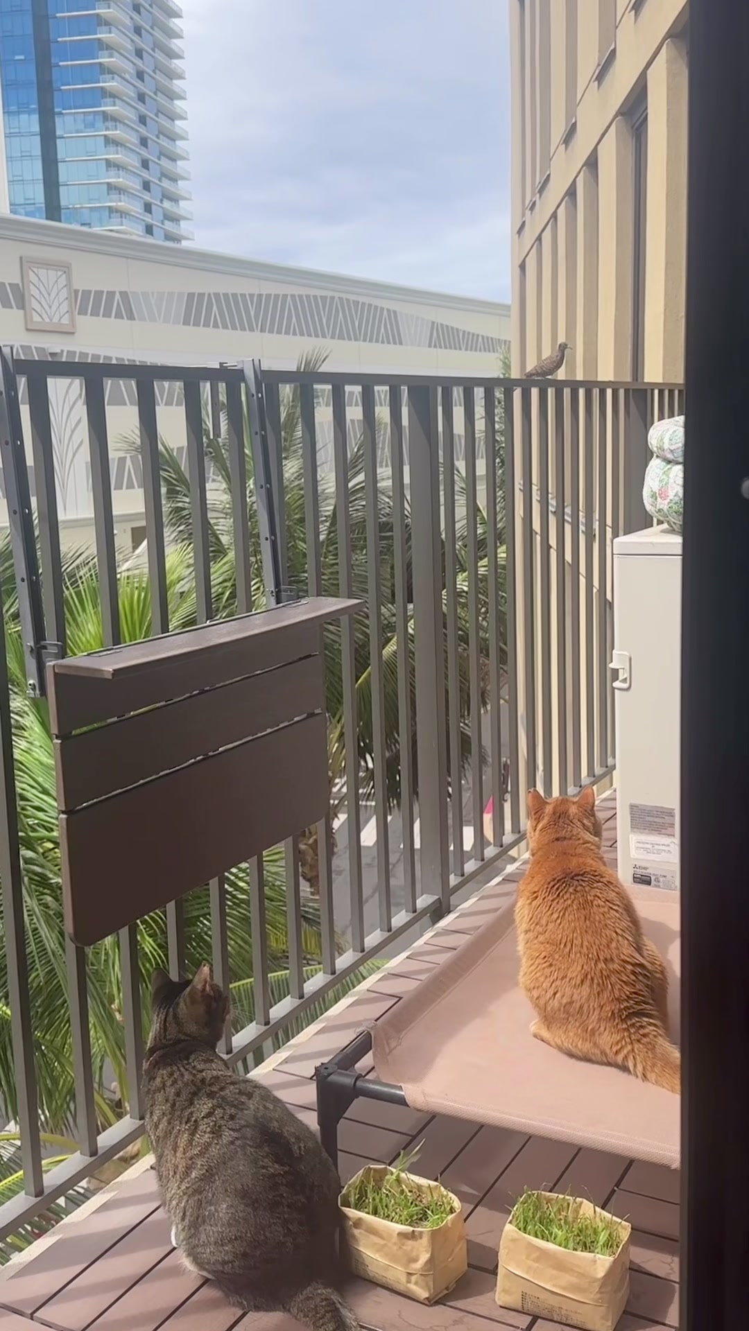 @OBtoebeans&Luna