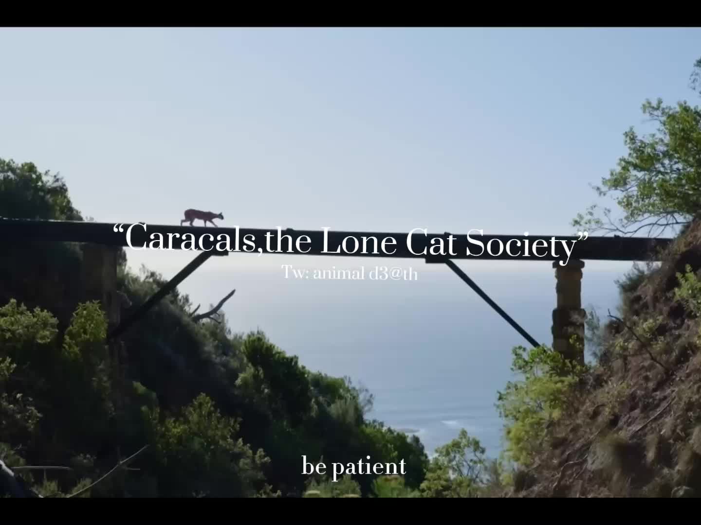 @Cat.fur