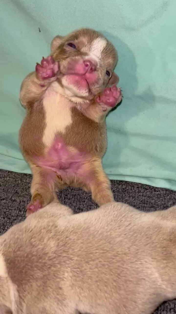 @wildtrikennels