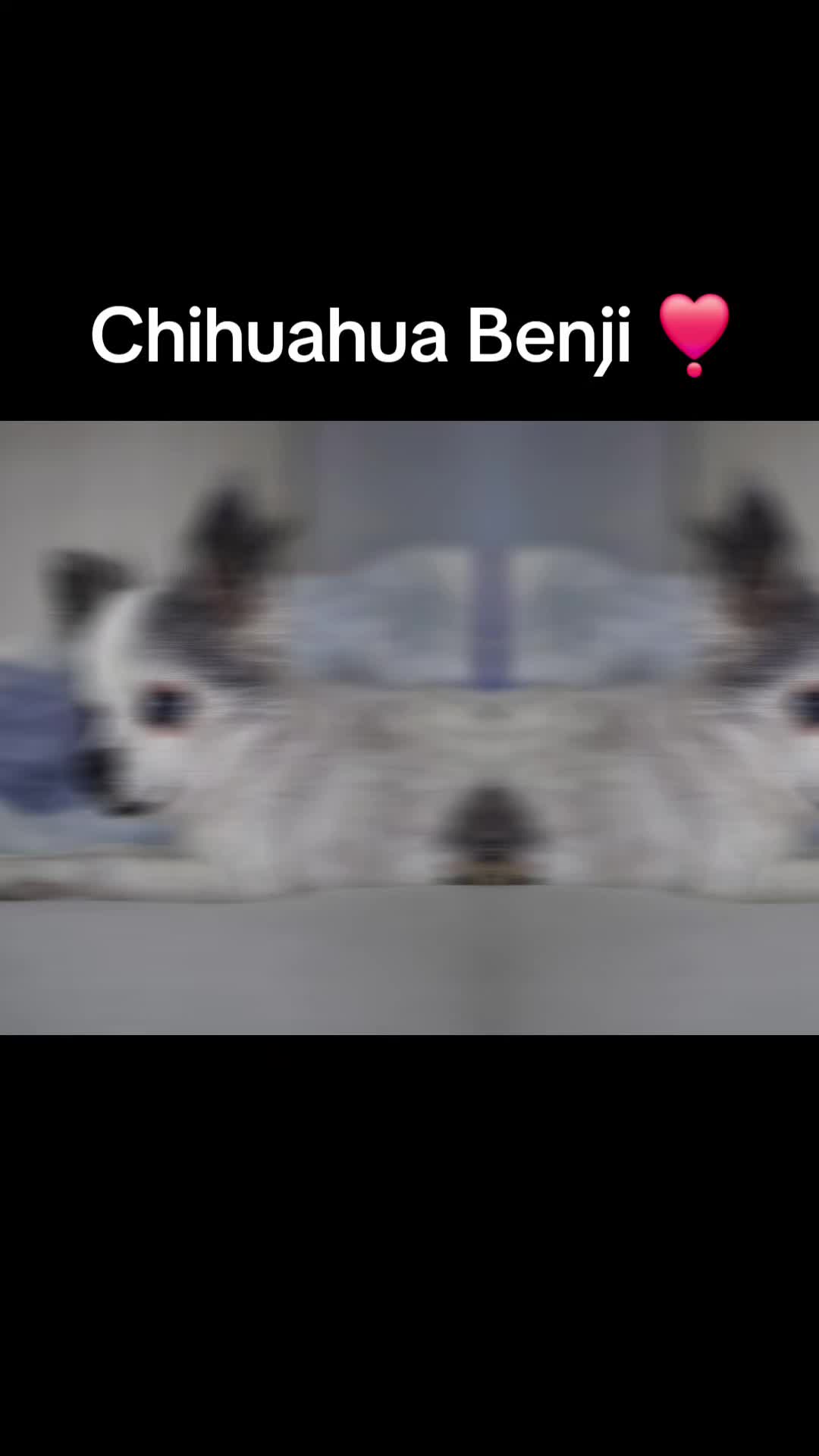 @❣️Chihuahua Benji best Dog❣️