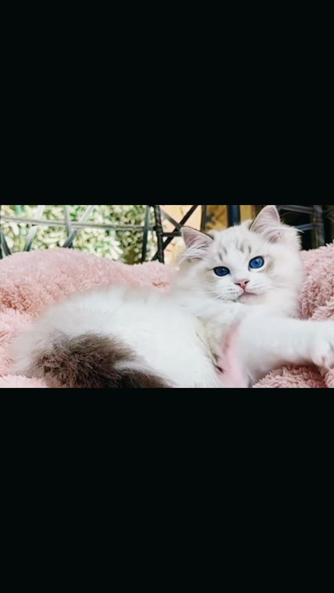 @My Epic Ragdoll