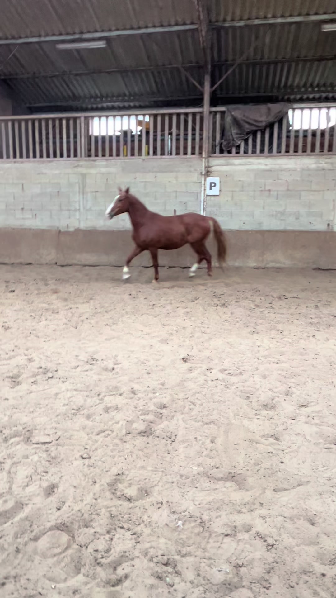 @Emmaparadressage
