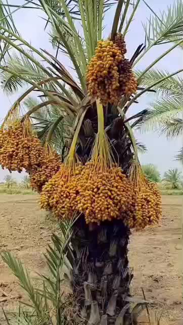 @باغي واجد سنڌي✌🚩