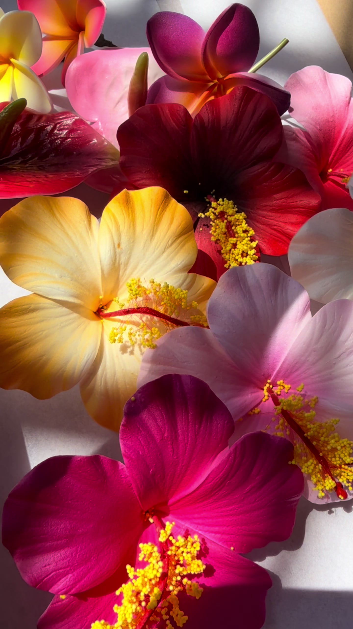 @Island Aesthetica 🌺