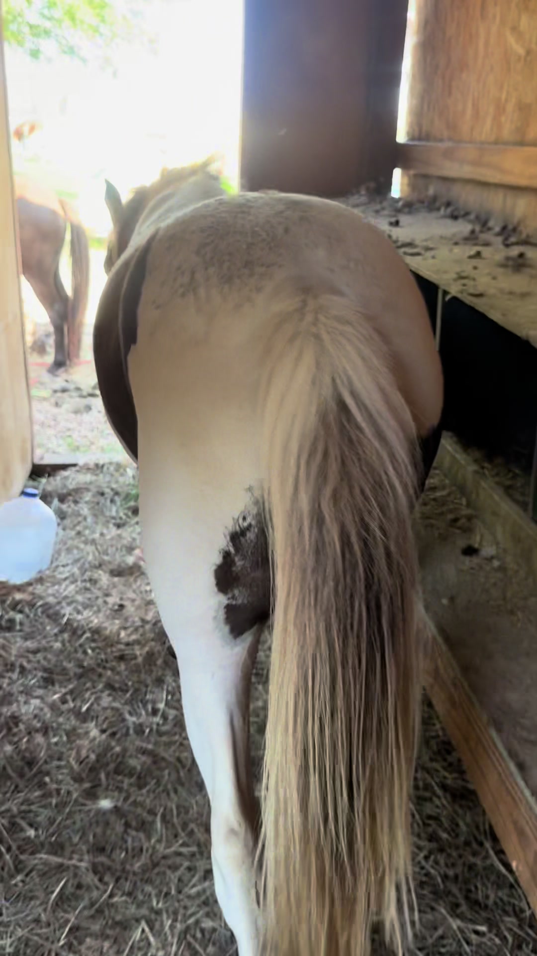 @Hot Sauce the Mini horse 🐎