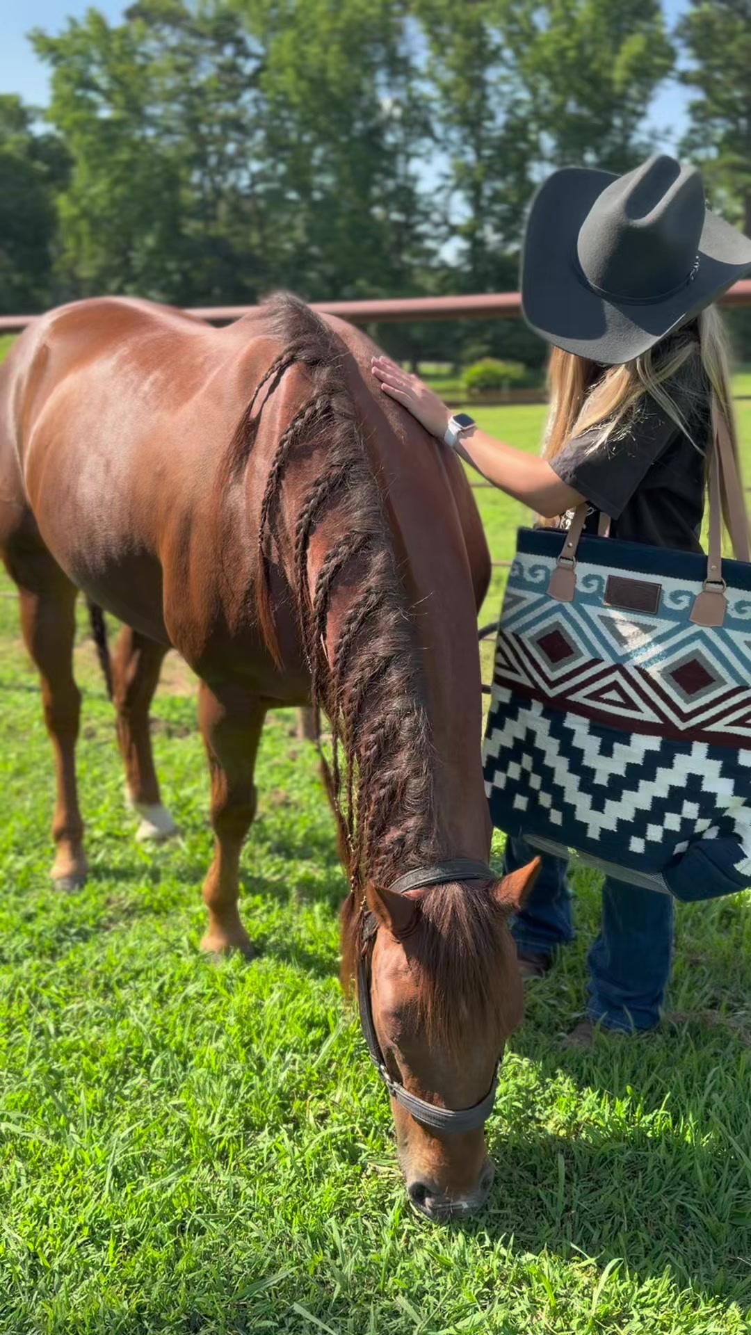 @5 Star Equine