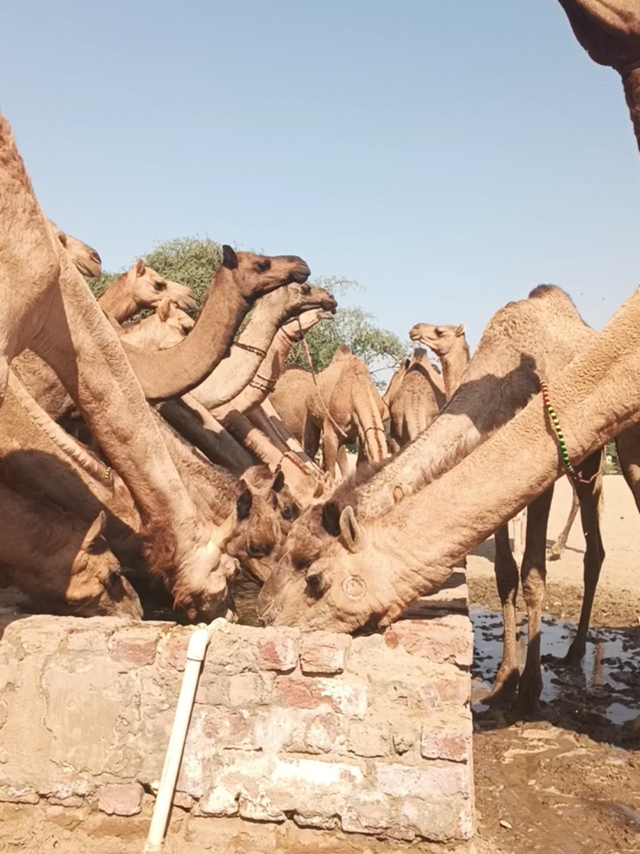 @Animals of desert
