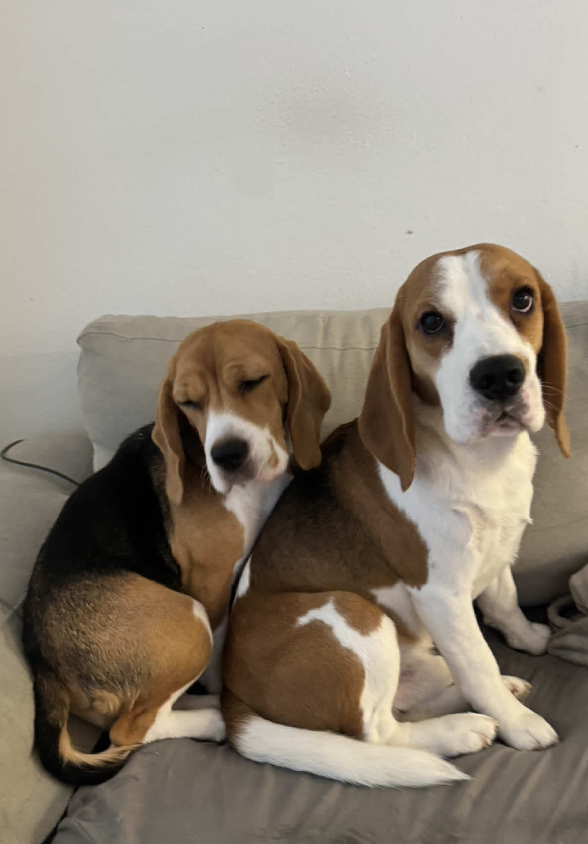 @Bogey the Beagle
