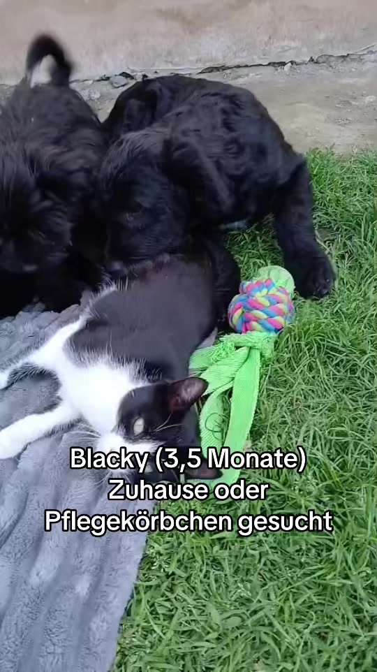 @Ankerhunde e.V.