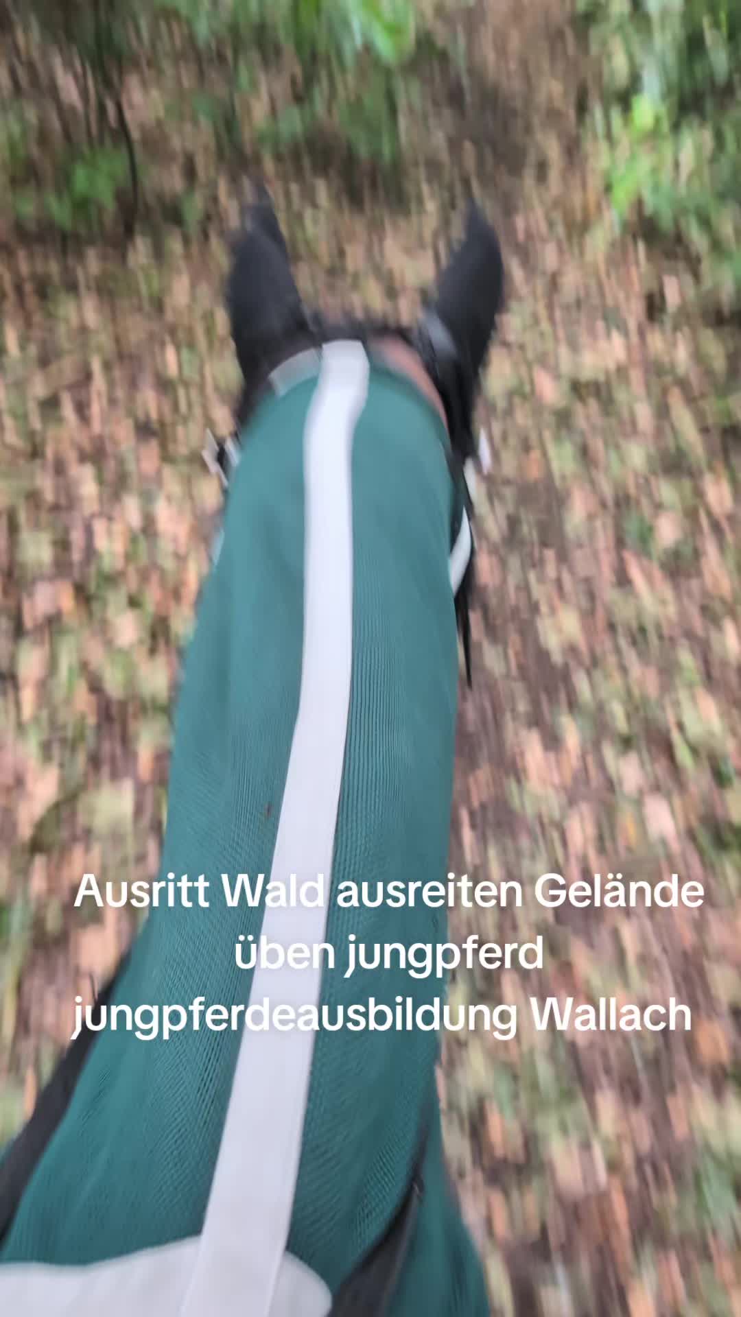 @Steffis_horse_world