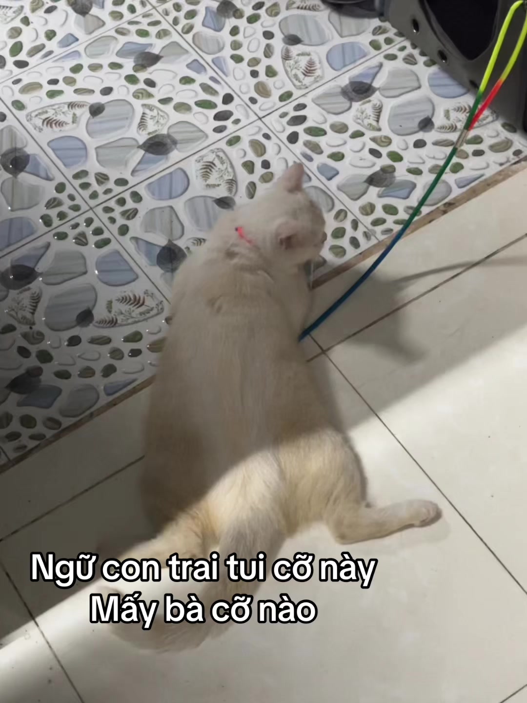 @ᴍᴛʀᴜᴏɴɢ'