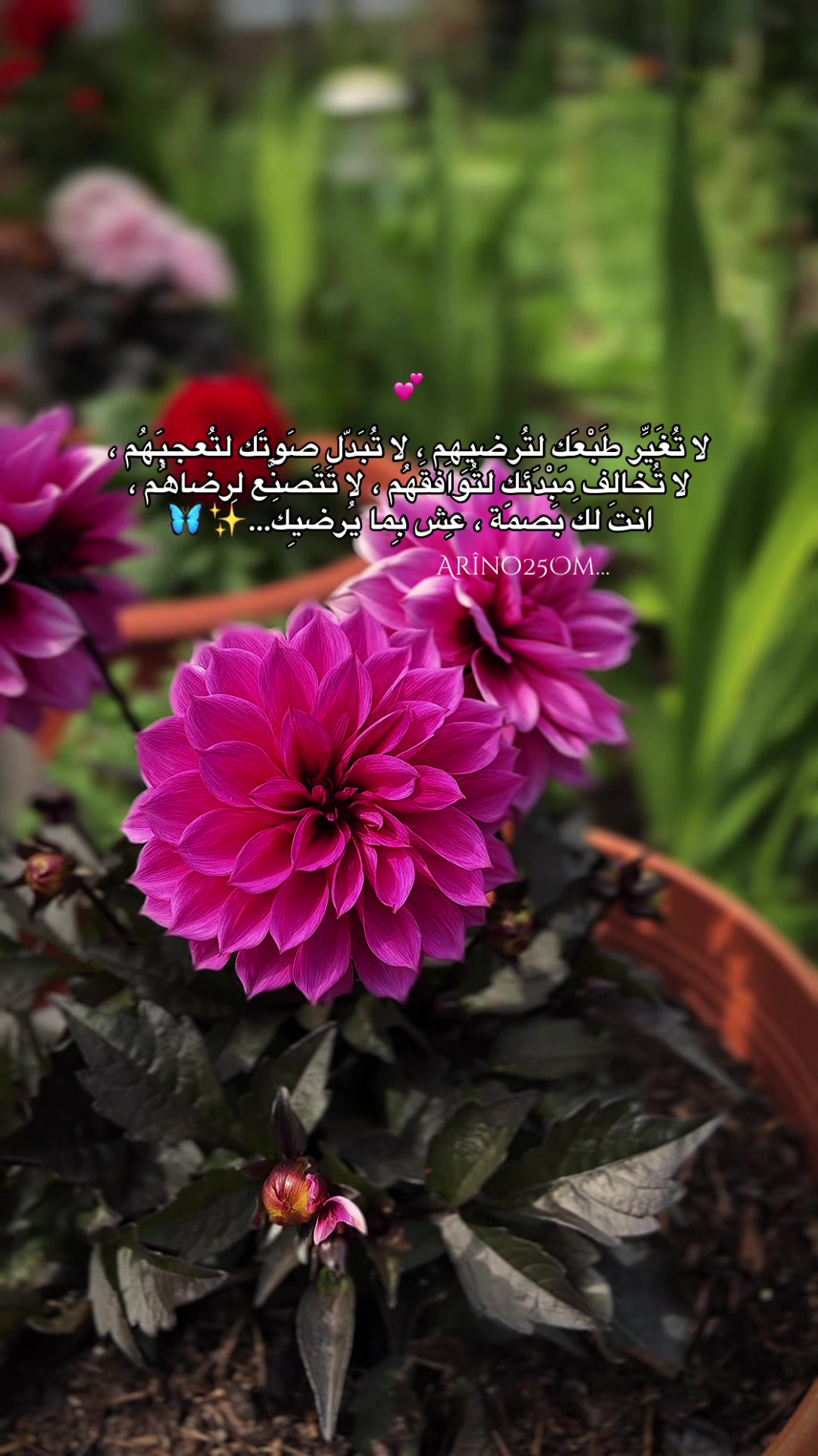 @Arîno25Om
