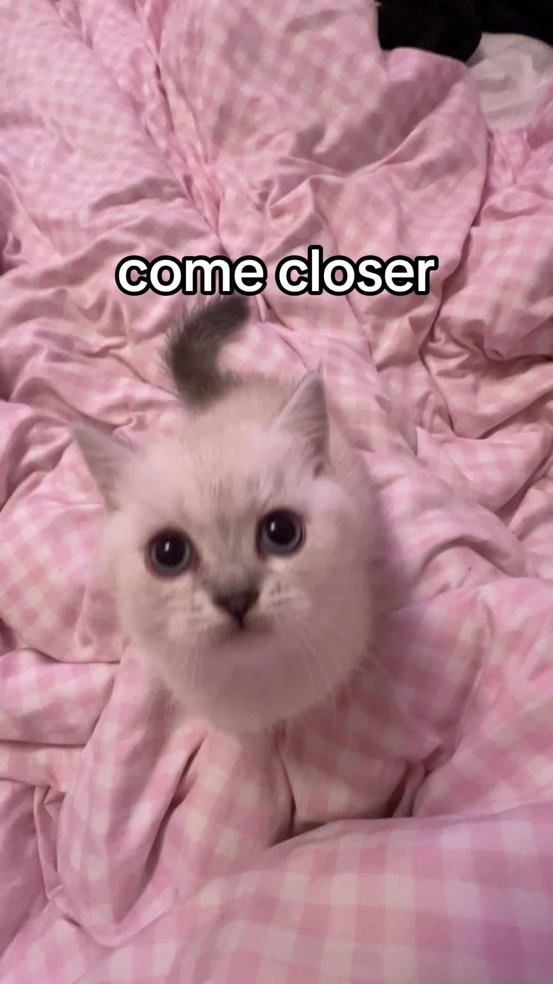 @honey butter chicken biscuit
