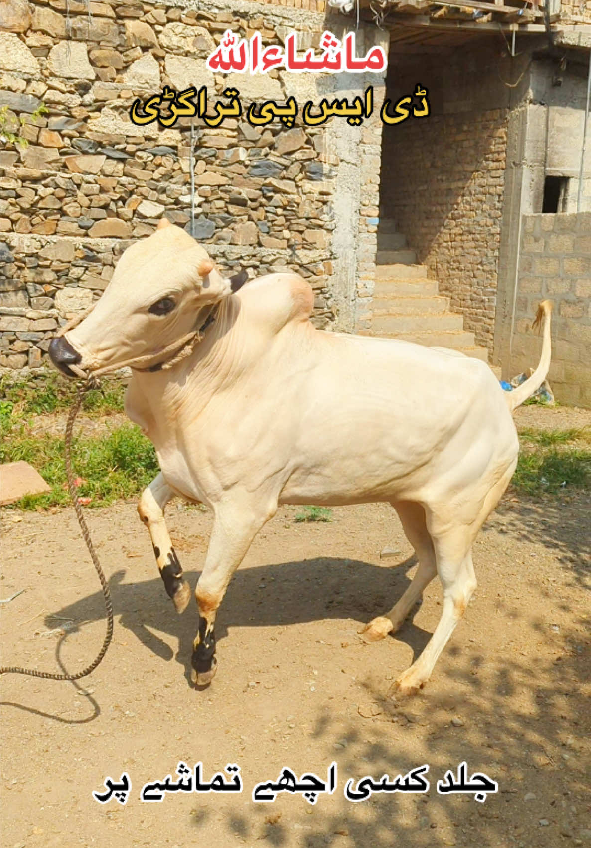 @محمد جنید (ایبٹ آباد)
