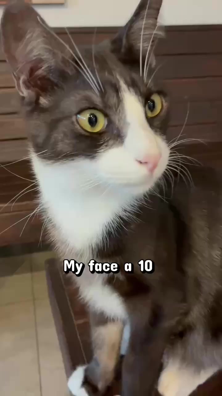 @crazycatcafe