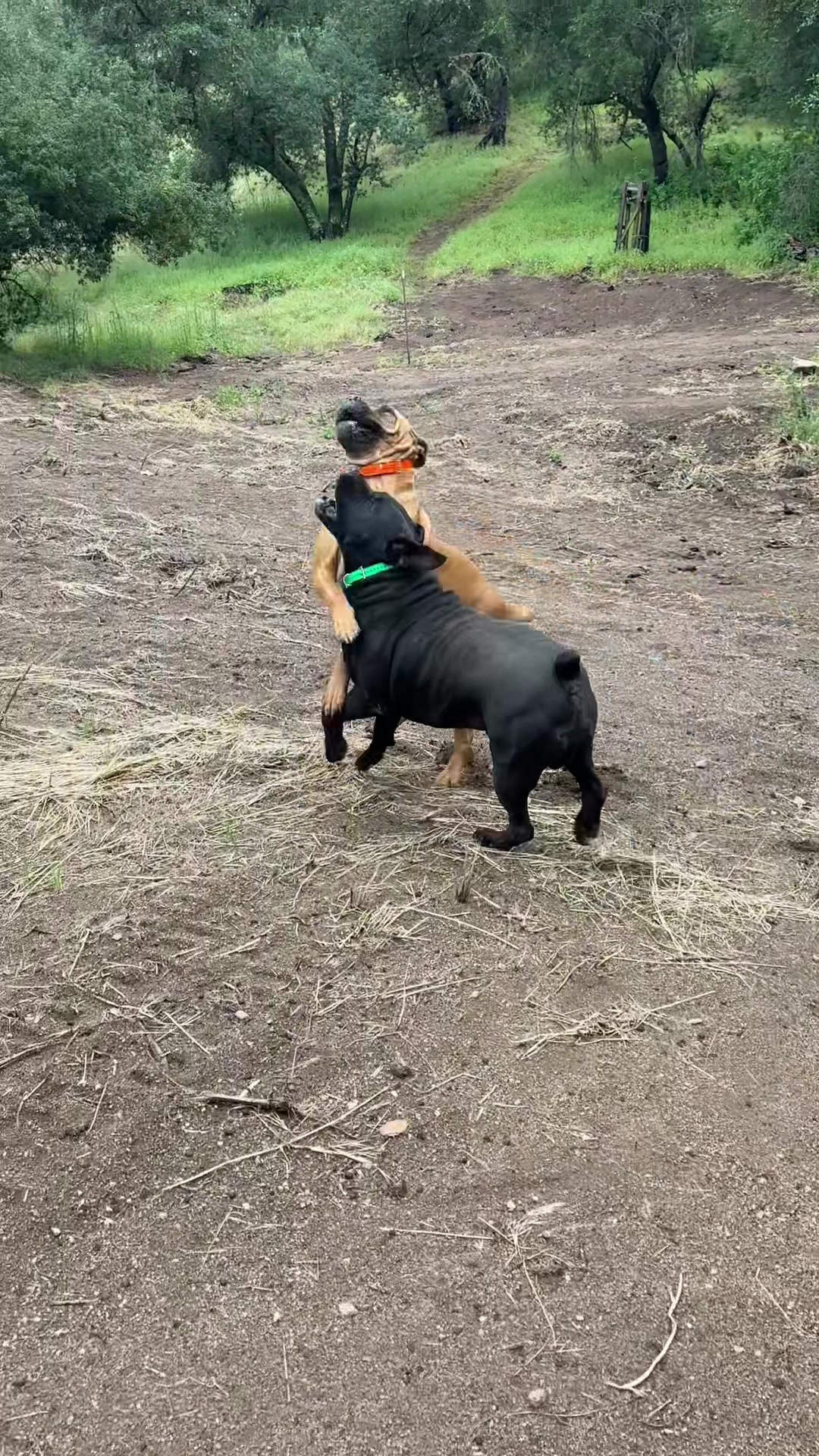 @Bigfoot Boerboels