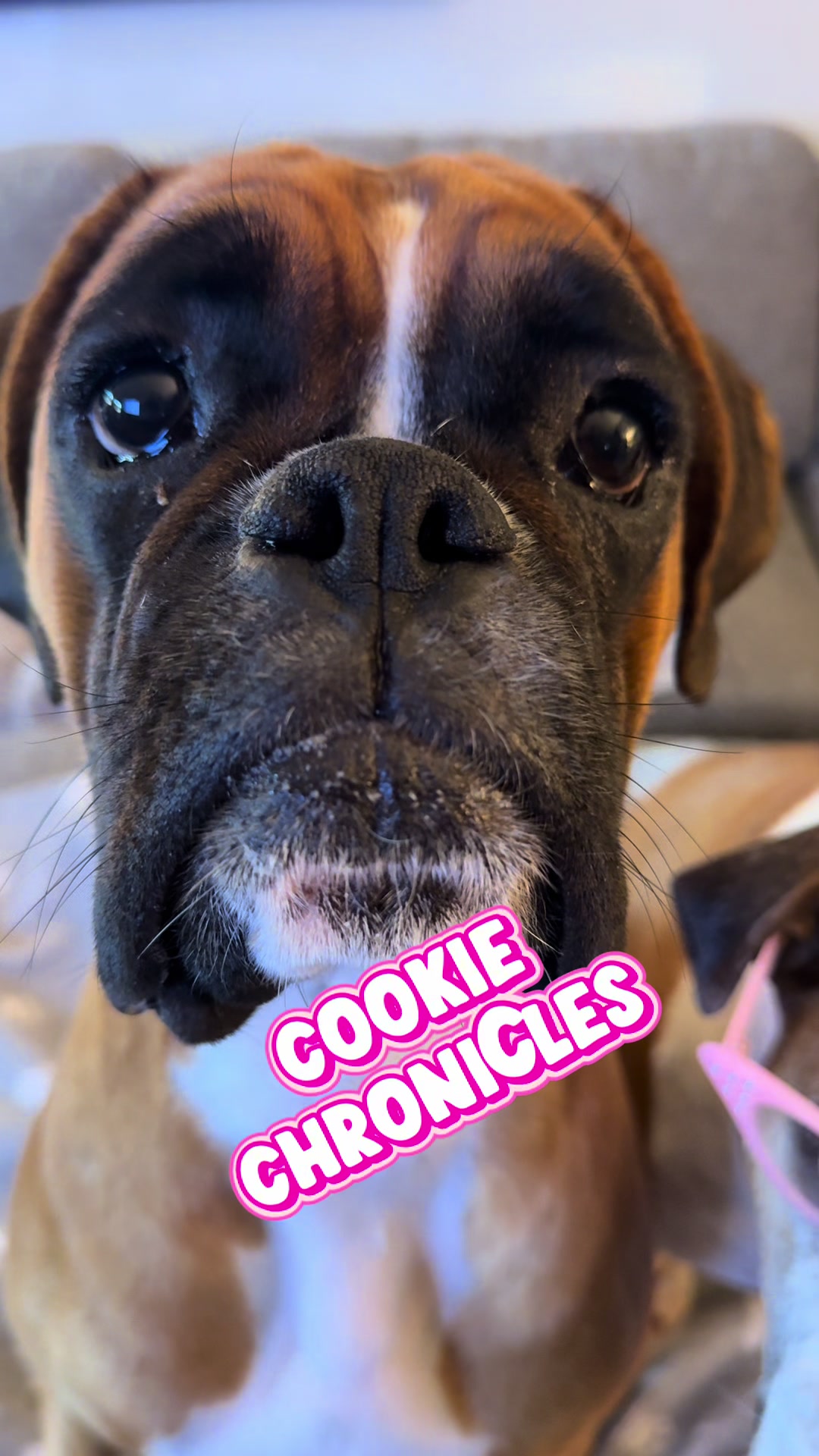 @boxermadness