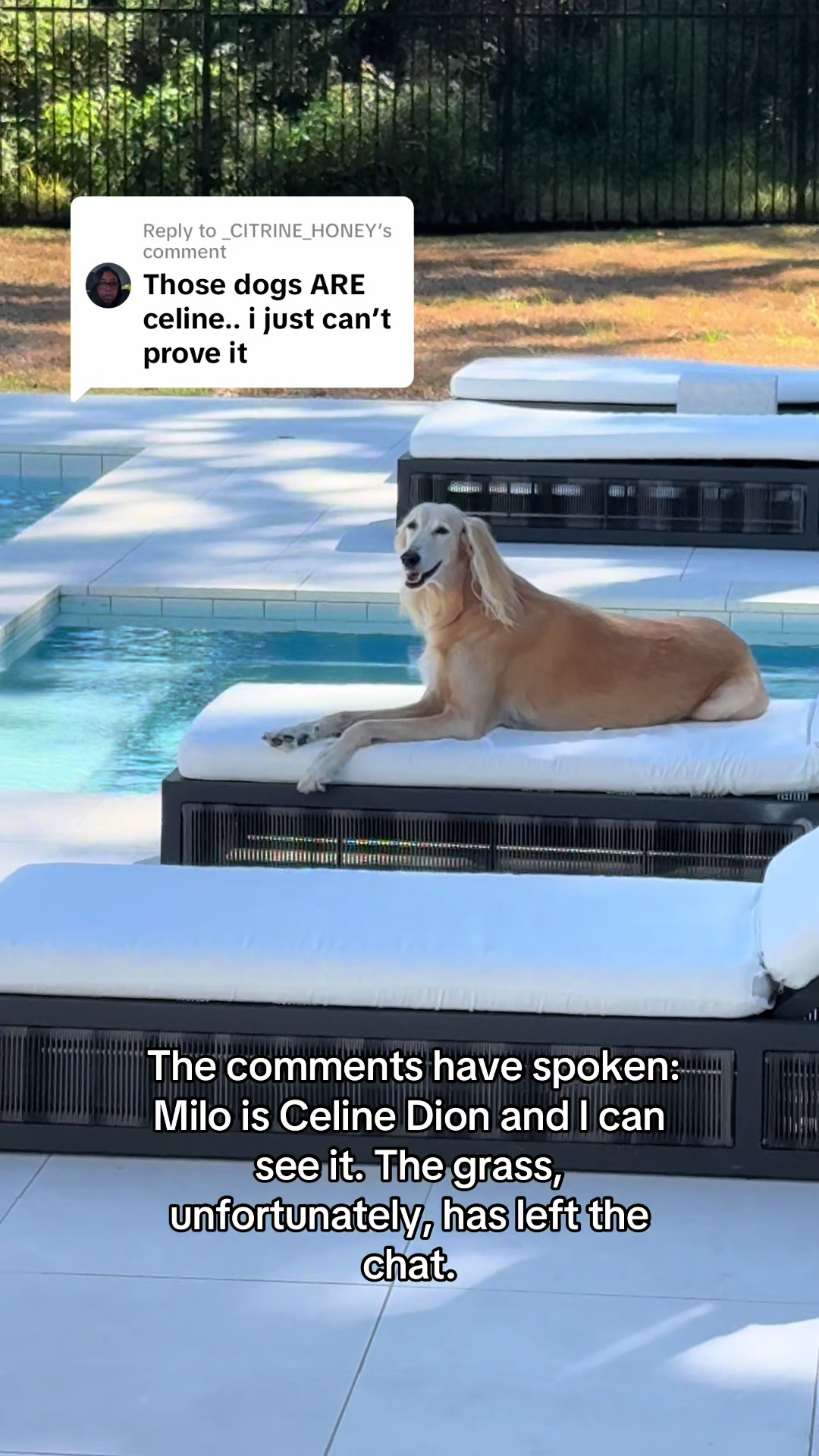 @lifewithsalukis