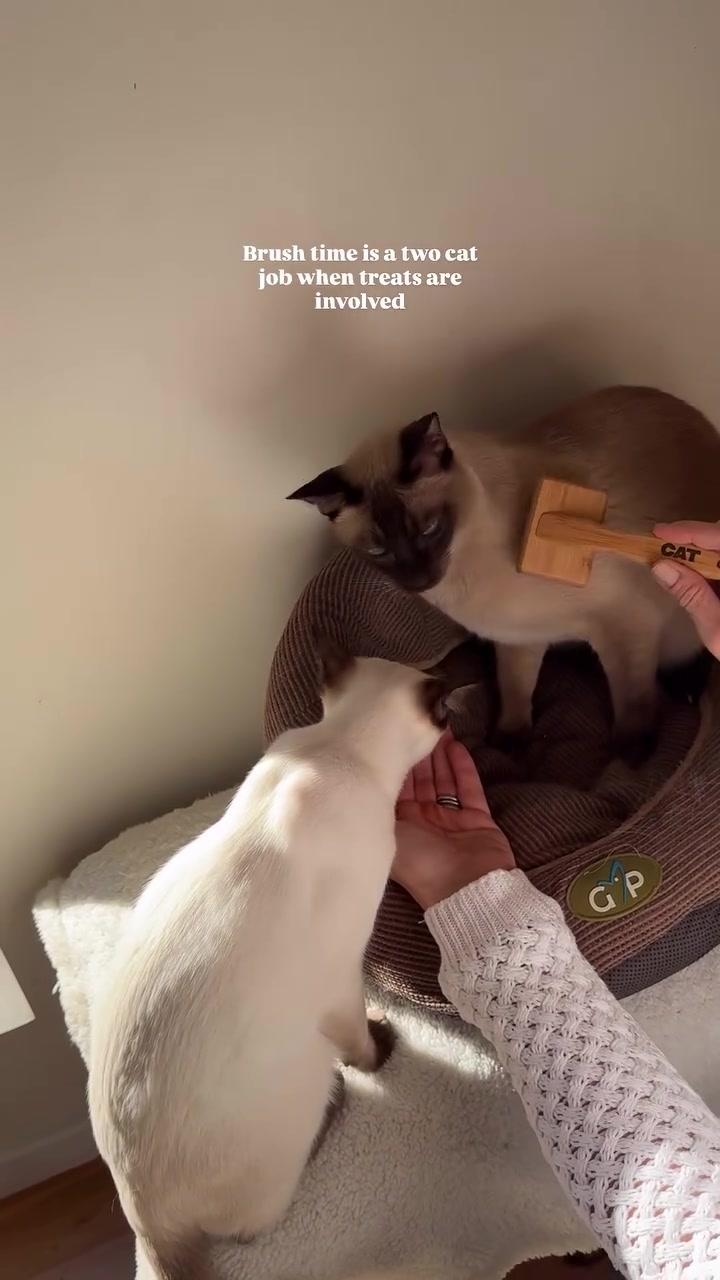@CAT by Dr Lisa
