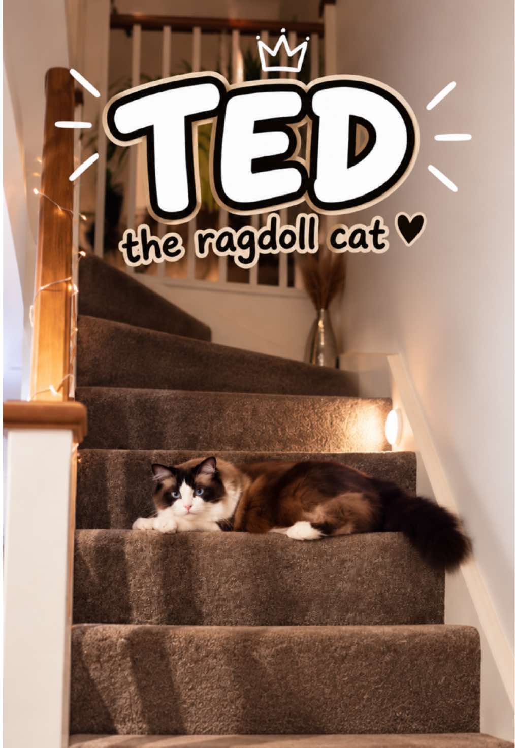 @Ted the ragdoll cat 🐾