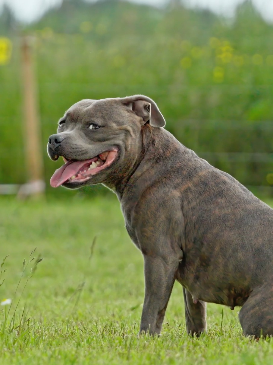 @IGP Dog Mando