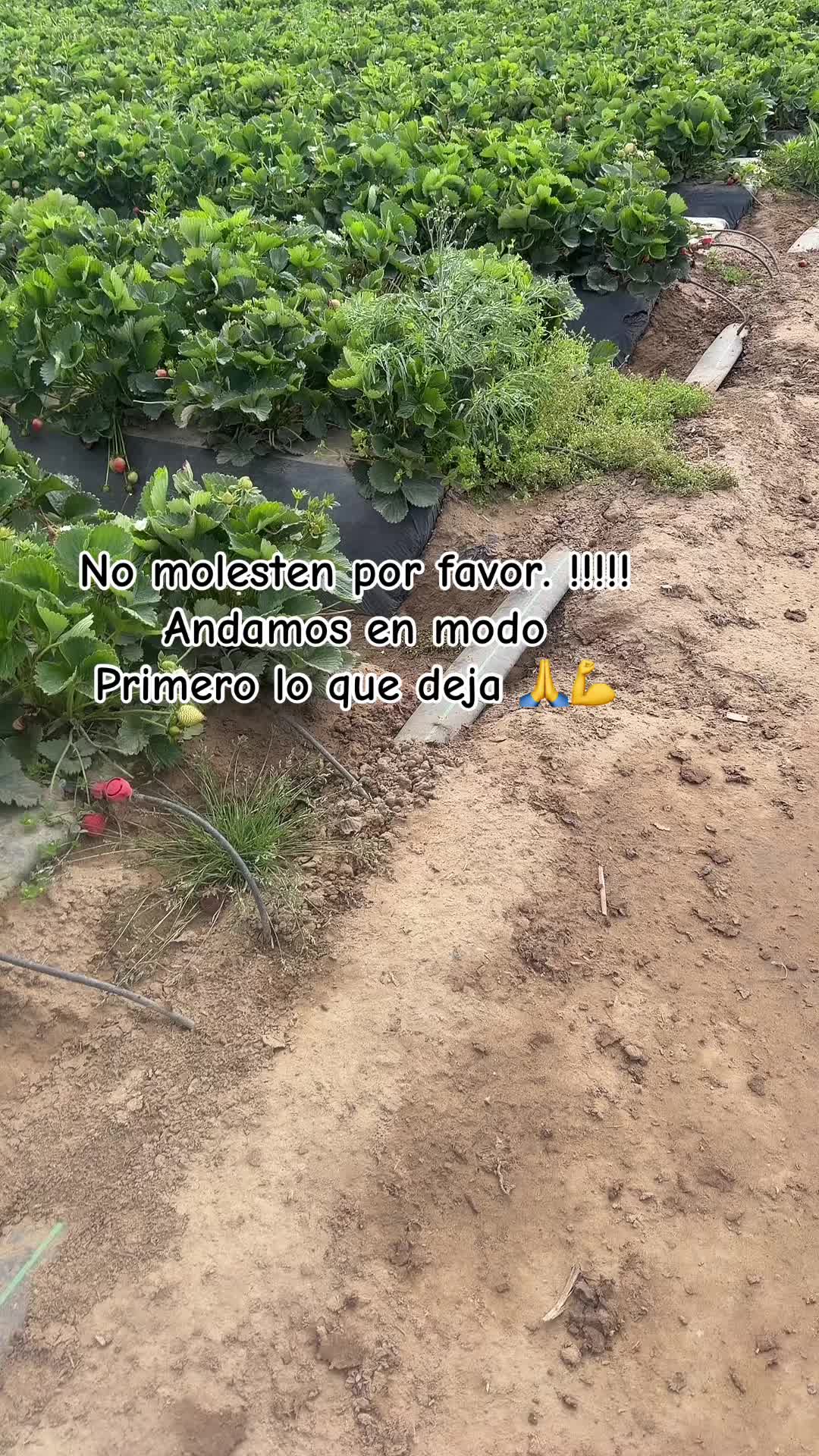 @Yane🍓