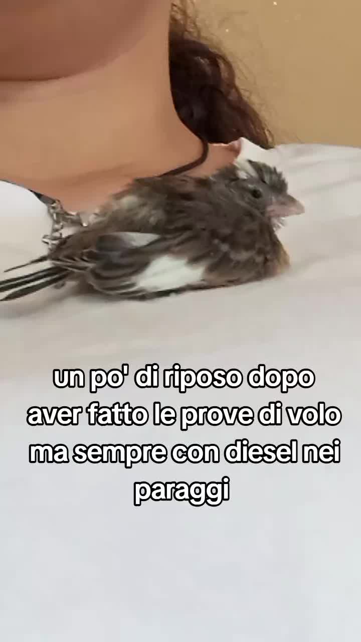 @dylan e diesel