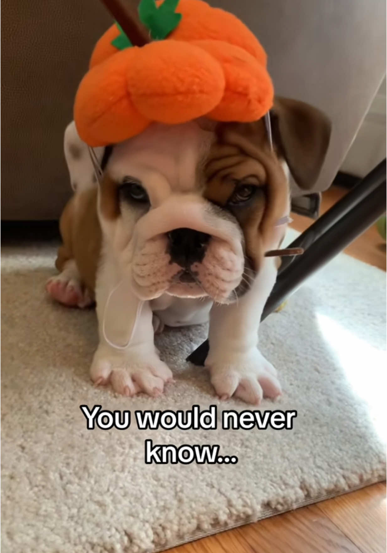 @Stubby The Bulldog