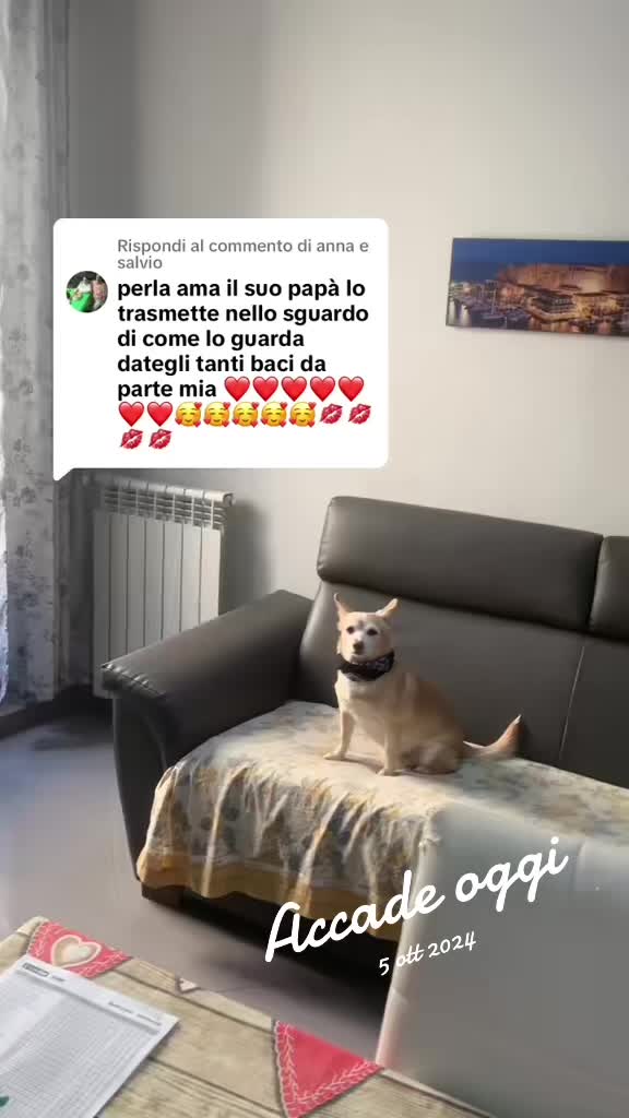 @La piccola Perla 🐕