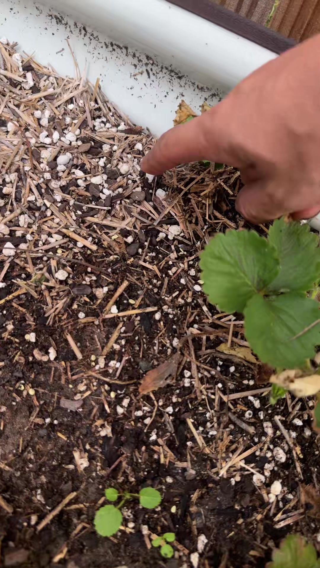 @themagicvalleygardener