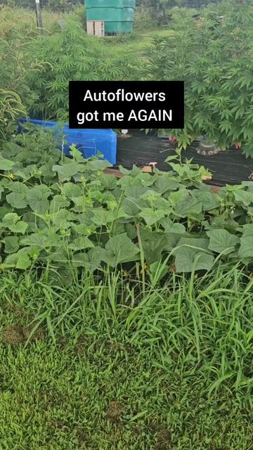 @Amy: DIY edibles