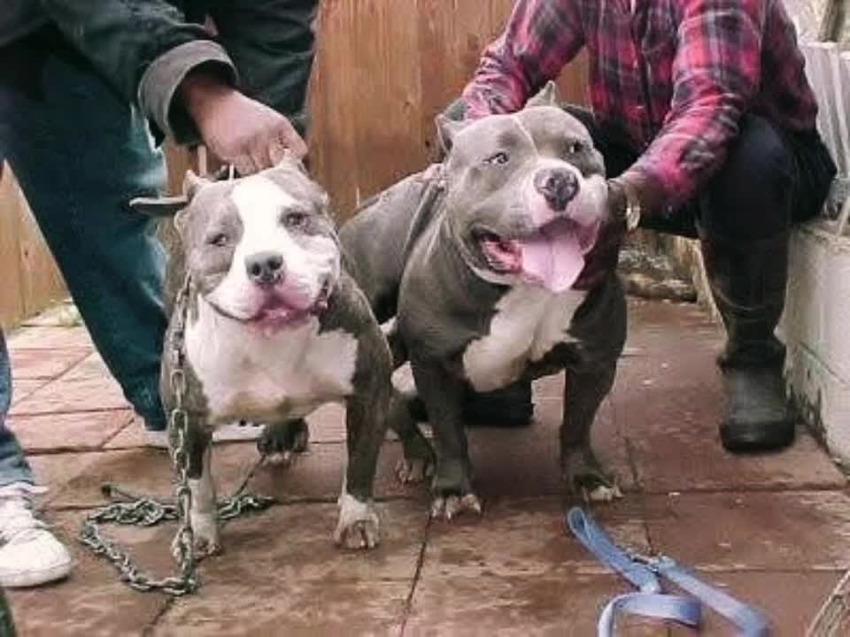@HACHIKO LINE Bully Kennel