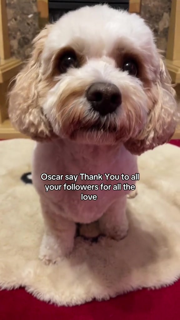 @My Cavachon