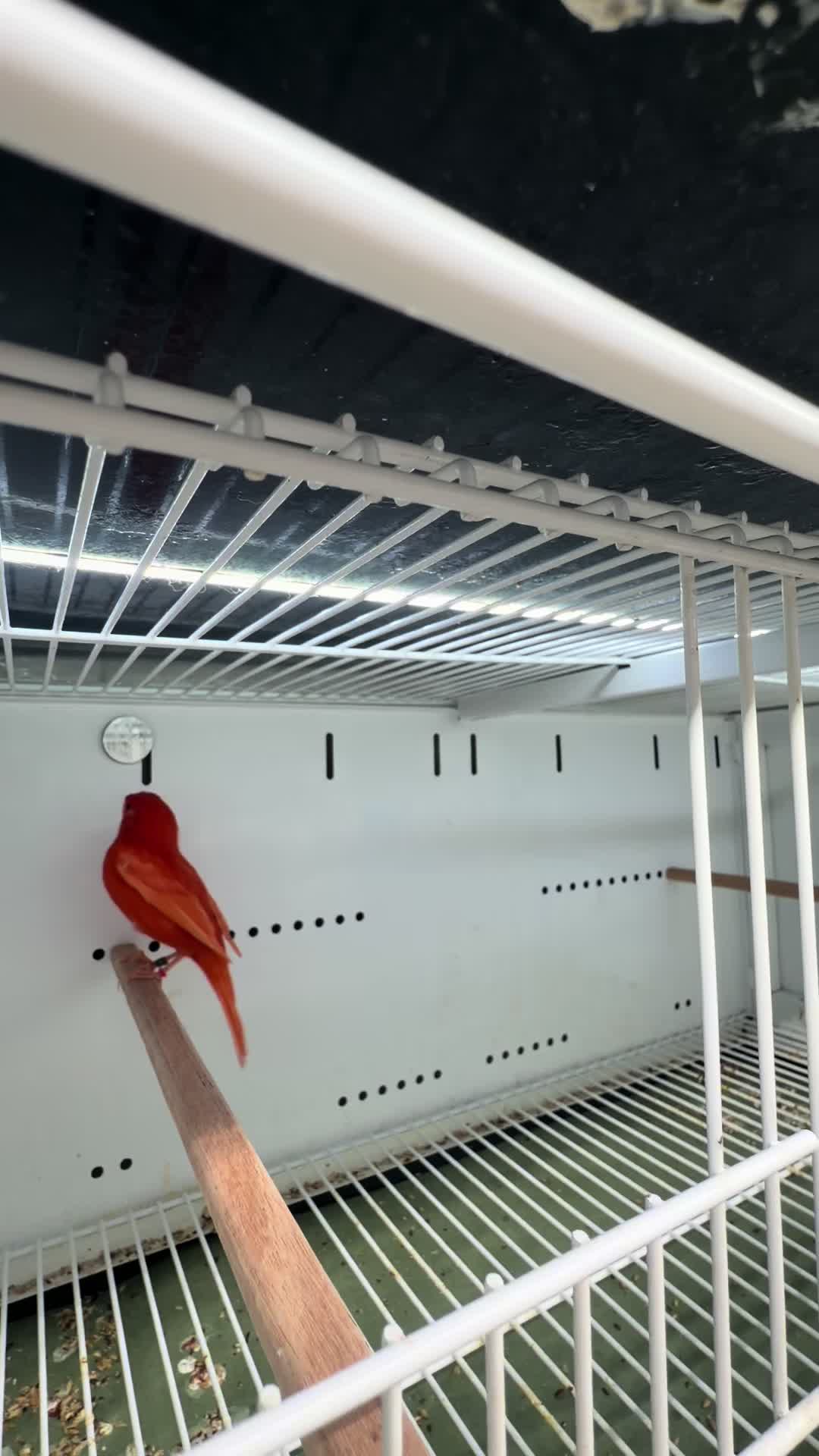 @AviarioUreña