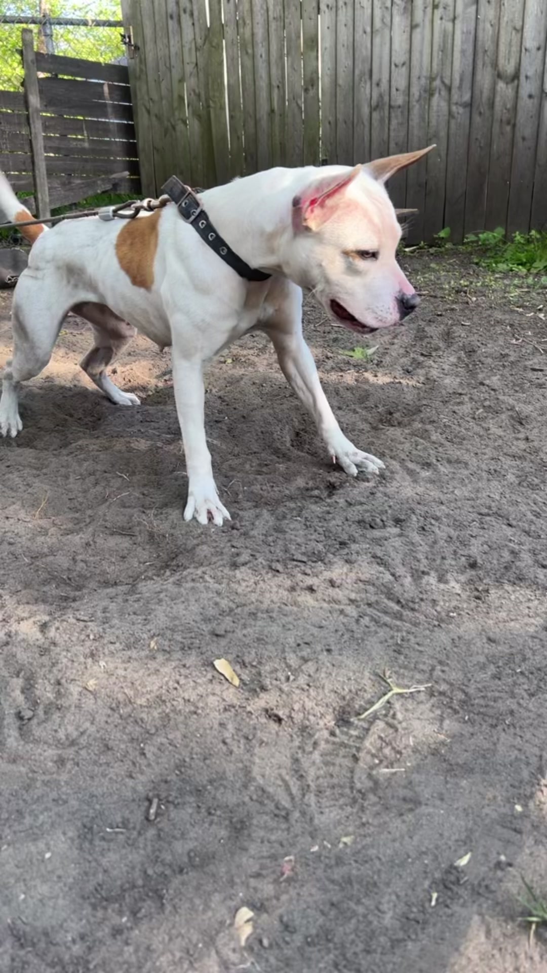 @themreal_hounds