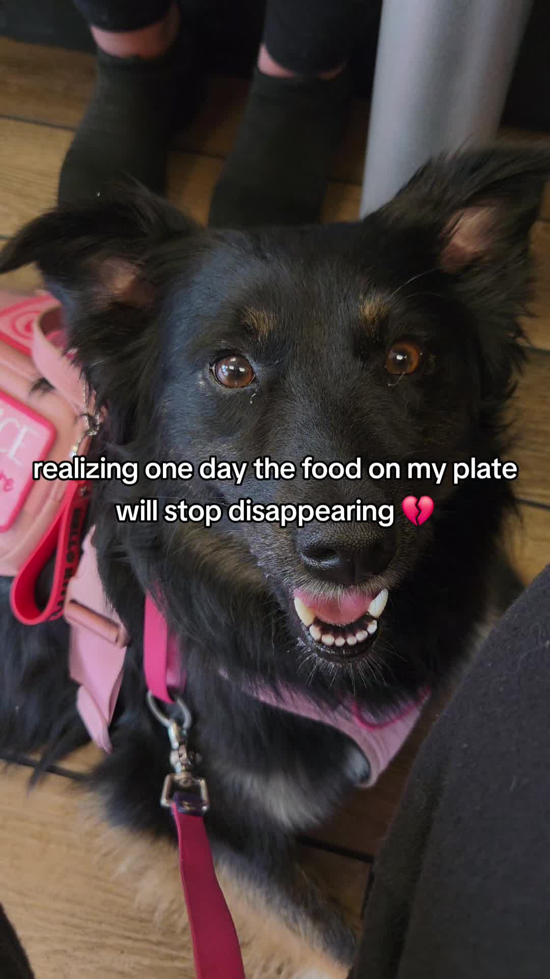 @Nala the Service aussie
