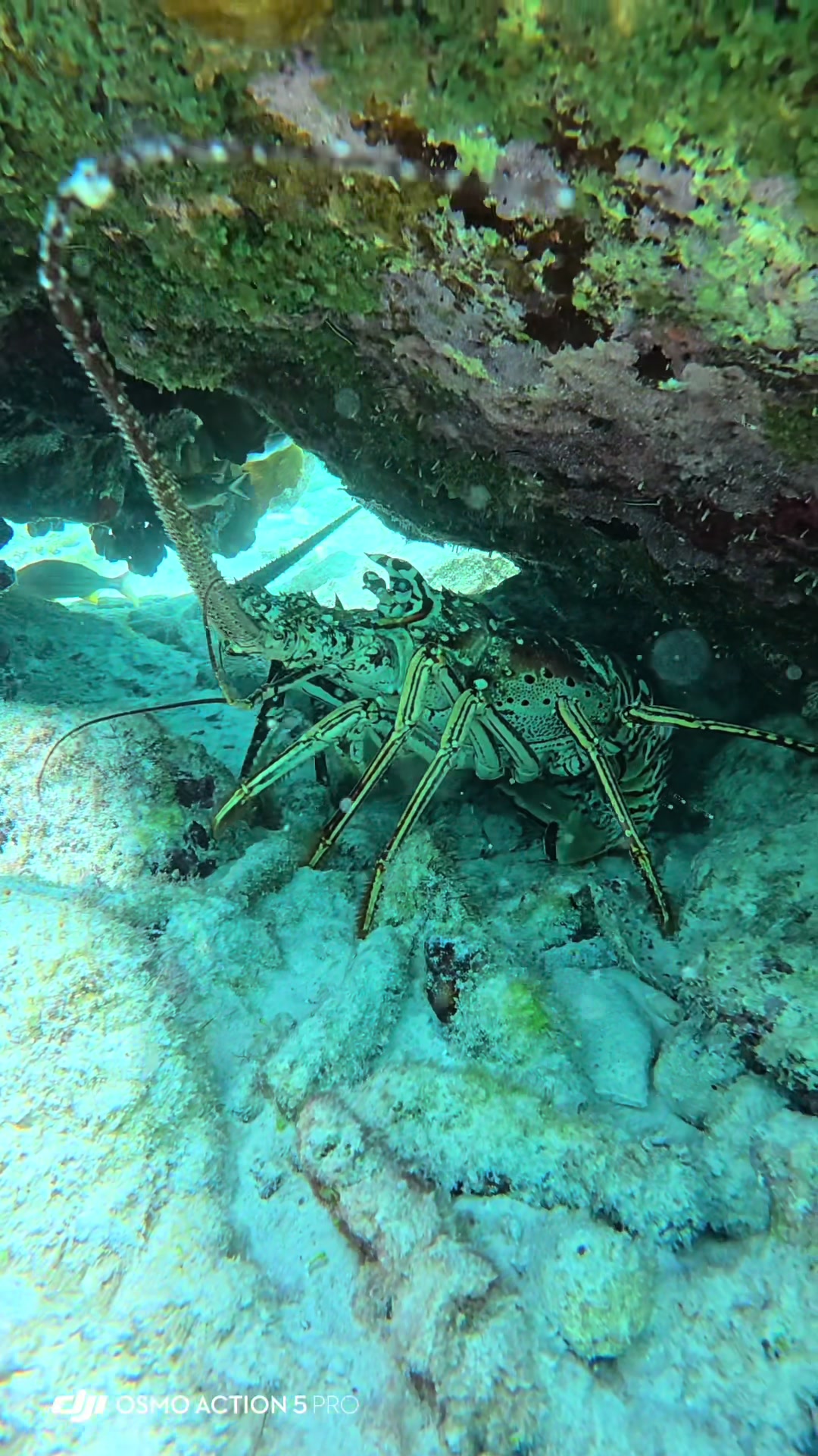 @dolphinsbonaire