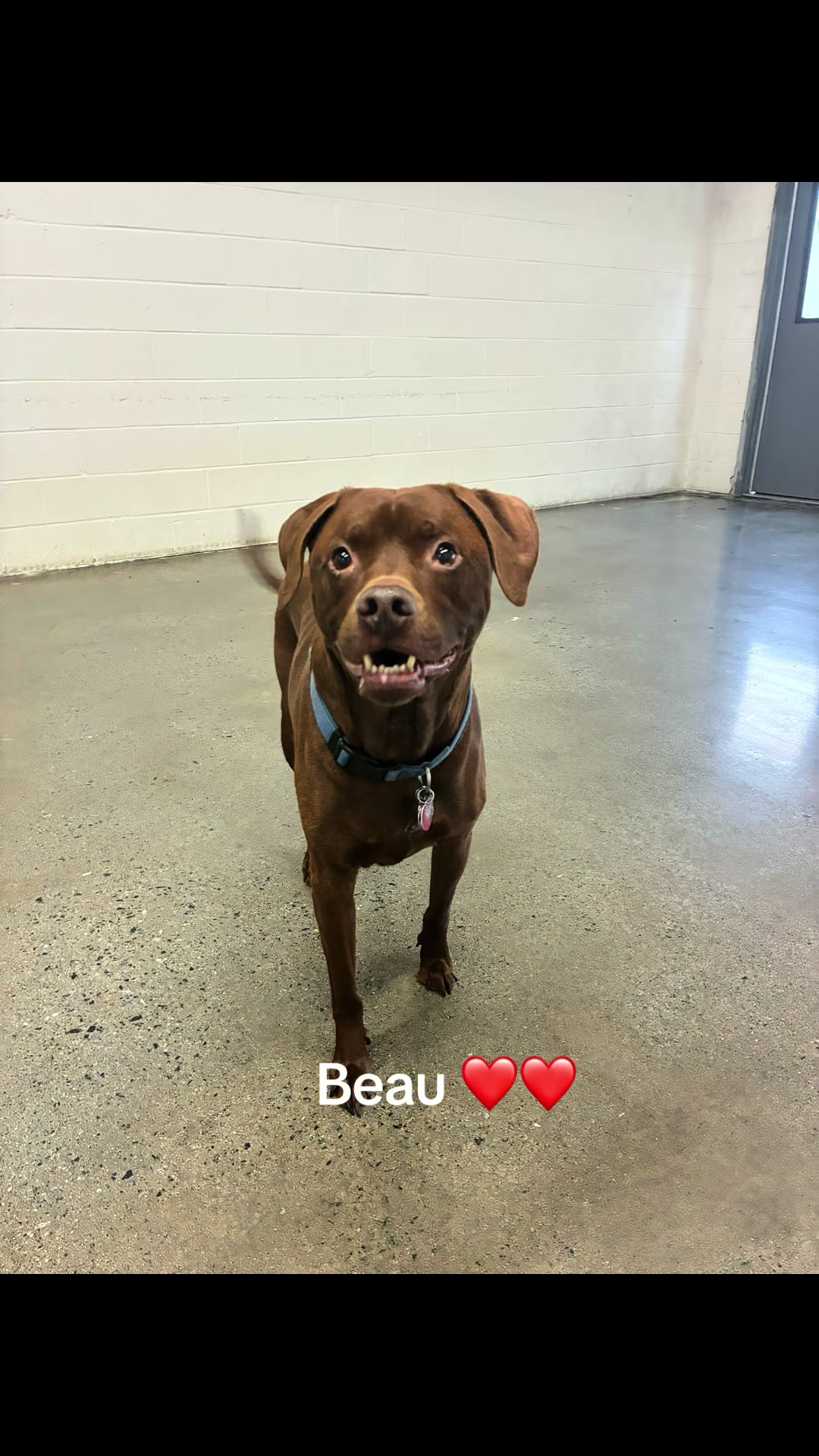 @Hound Housing Doggie Daycare