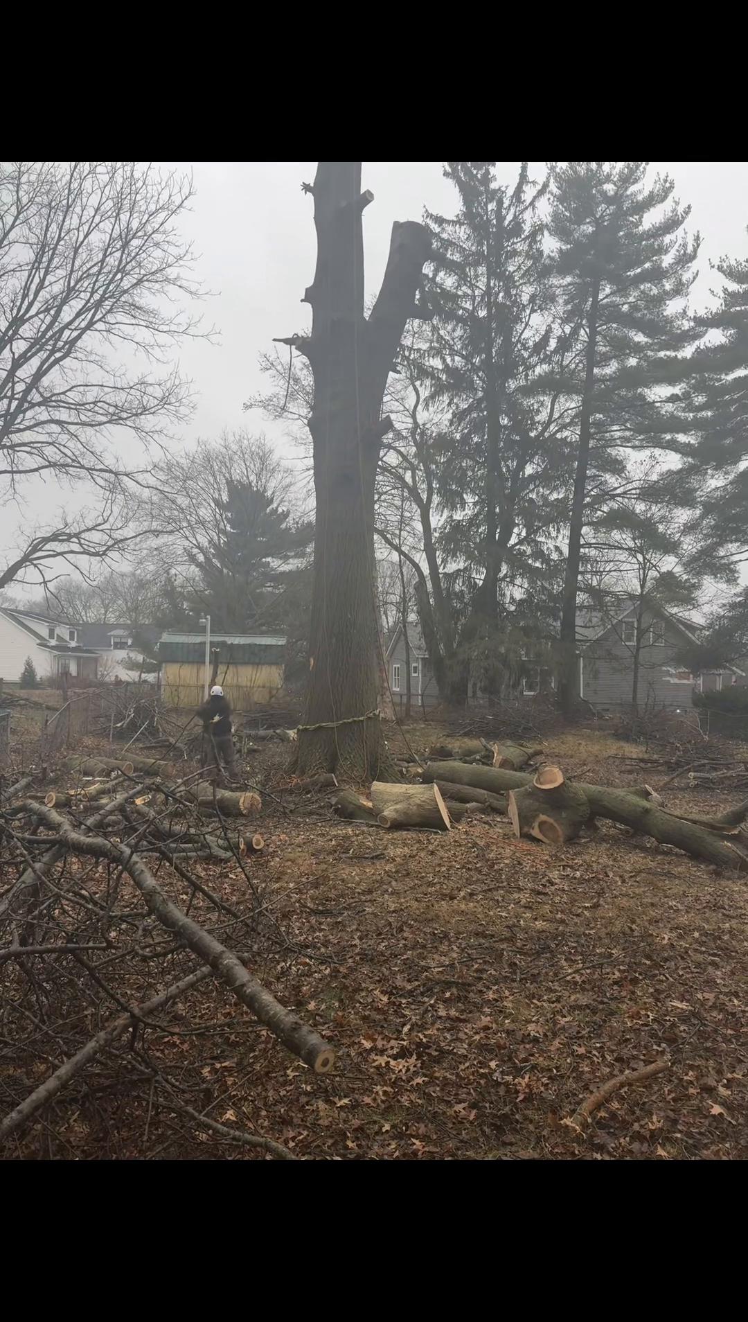 @gotreeservices6
