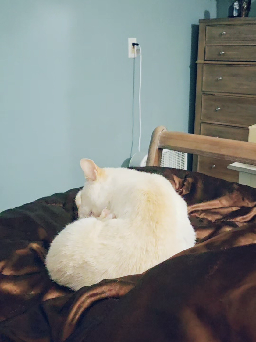 @Alissa 🦊