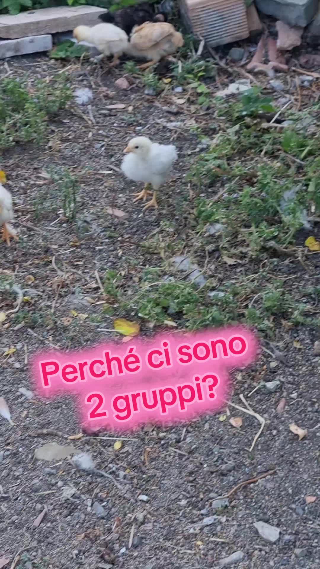@Il leone e la gallina