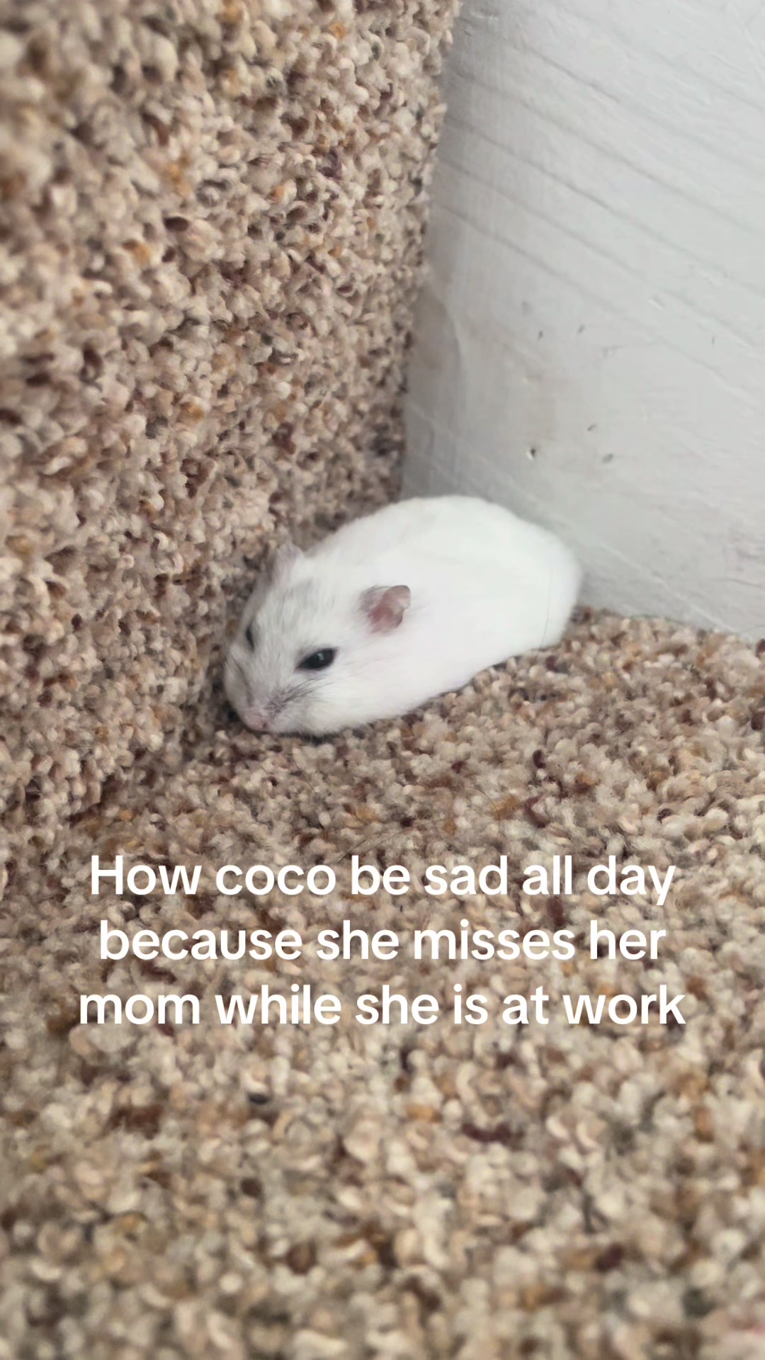 @MoChi&CoCo