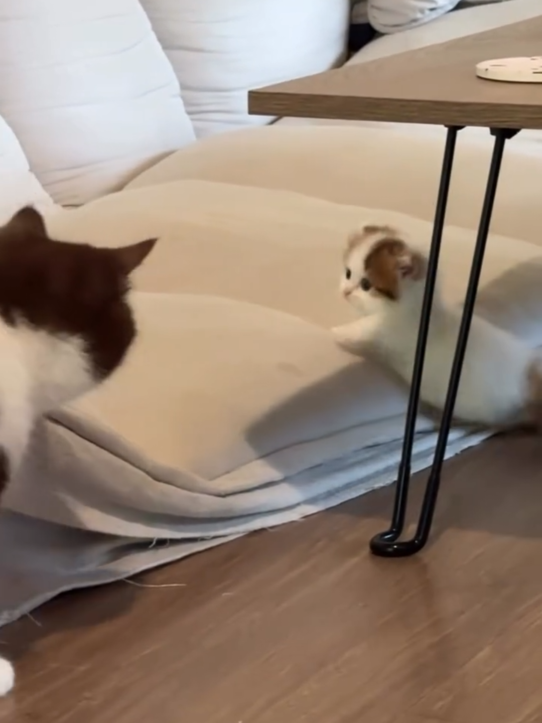 @Chonky World Of Cats
