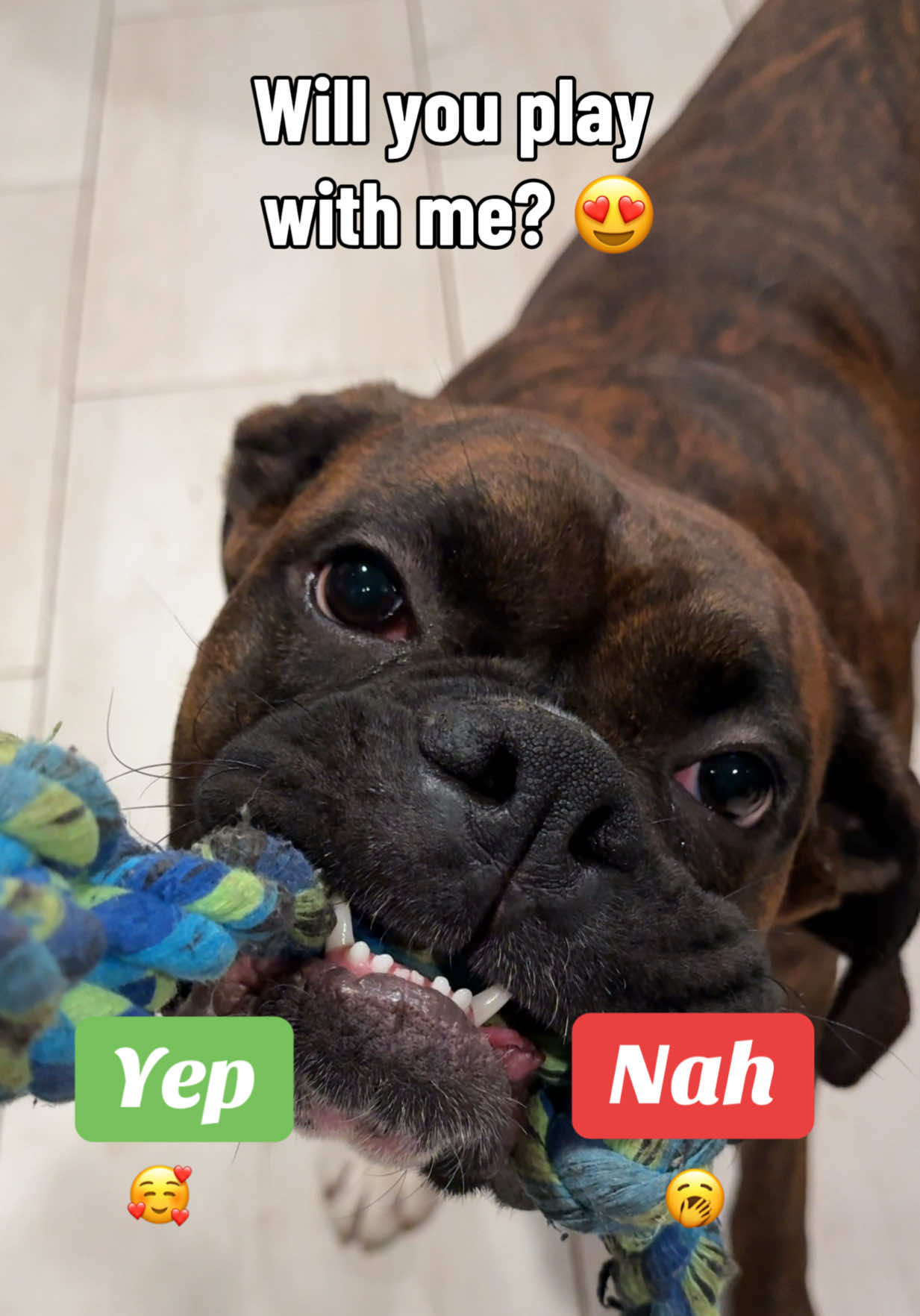 @Boris & Gator🐕 + Smokey🐈