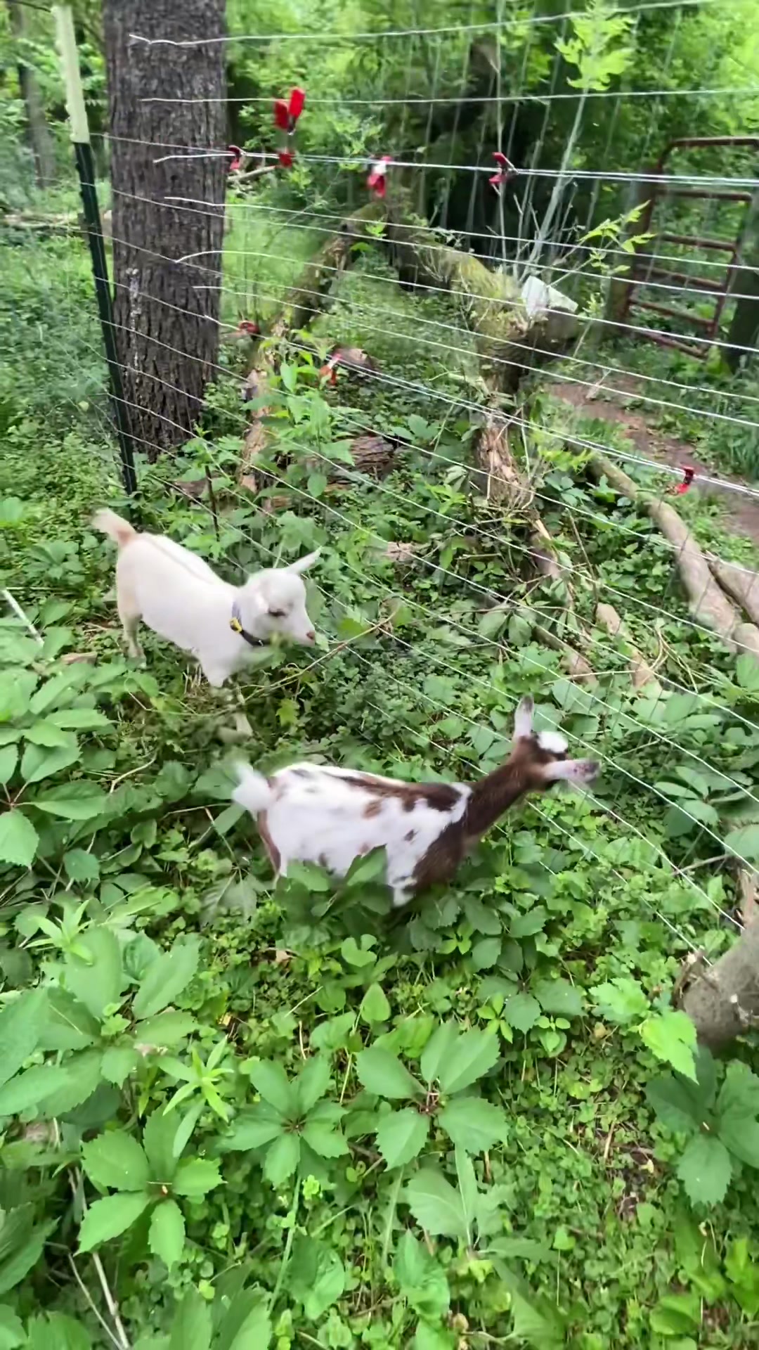 @G.O.A.T.Goats (Meara)