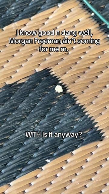 @Bugs