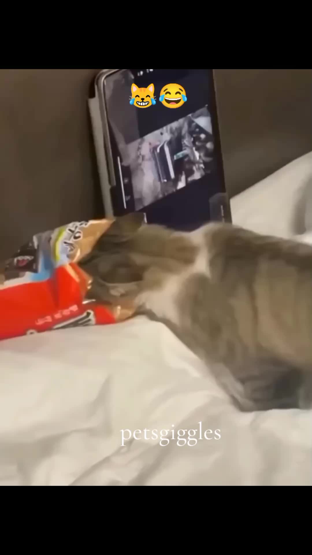 @Pets Giggles