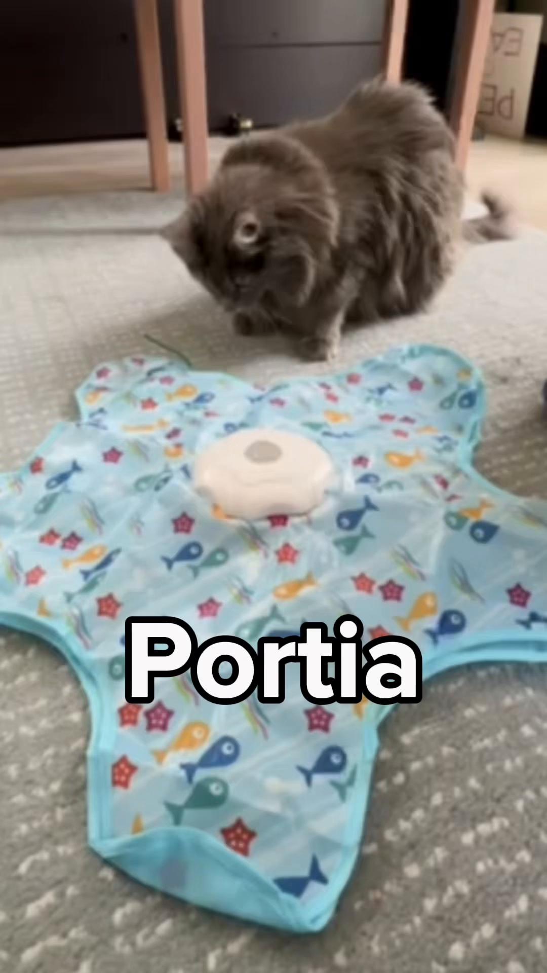 @Seattle Humane