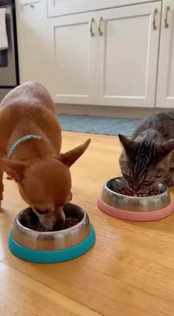 @Purrfect Moments